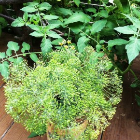 photo (27)