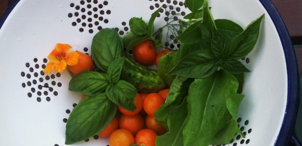 #htmlcaption_1197 Laurie’s other passion ….. organic gardening!